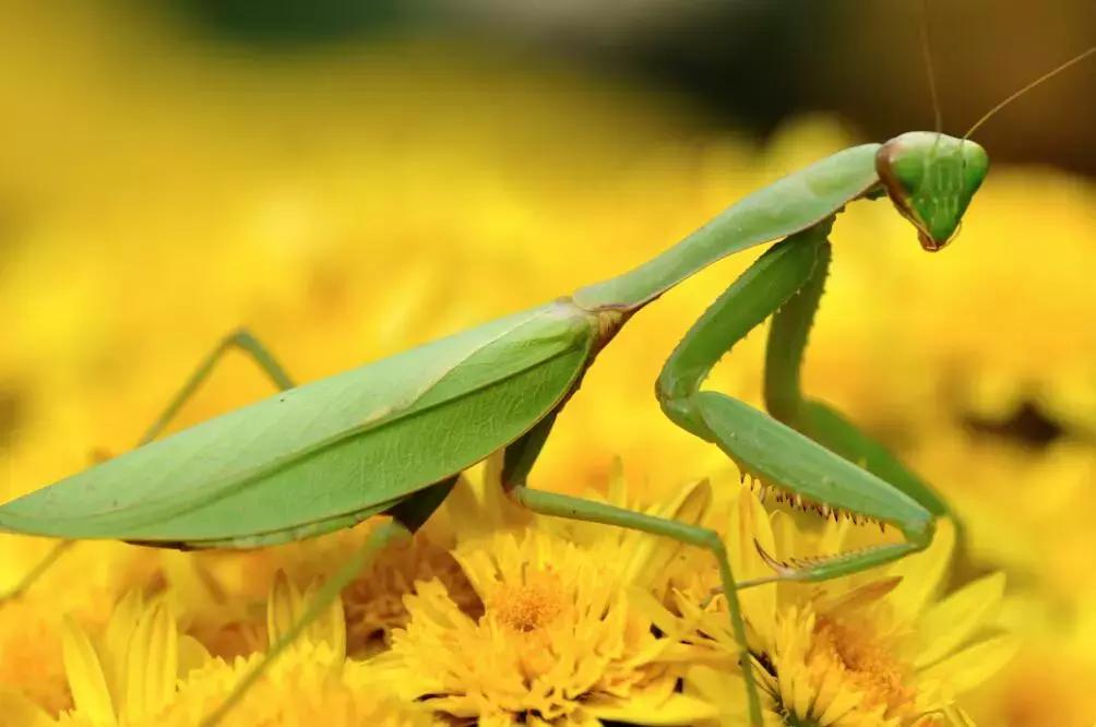 芒种节气什么意思有什么讲究,芒种是指哪个节气
