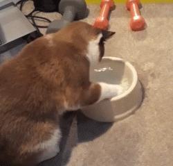 大名鼎鼎的中华气死猫,专业欺负铲屎官,谁养谁知道