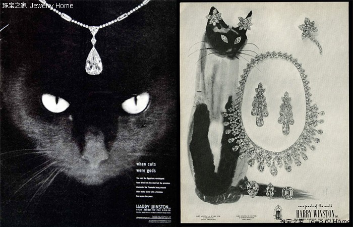 萌宠也来戴珠宝，给珠宝打广告的方式竟可以这样有趣