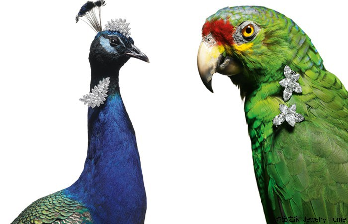 萌宠也来戴珠宝，给珠宝打广告的方式竟可以这样有趣