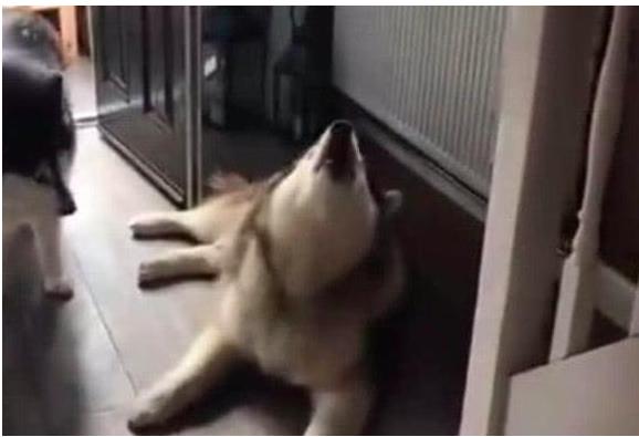 阿拉斯加突然叫有些害怕怎么回事,阿拉斯加发出一连串的嗷呜声