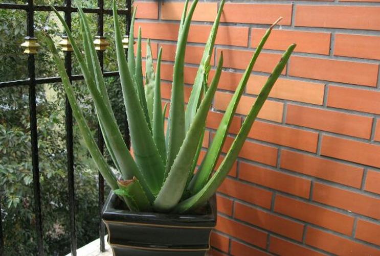 芦荟盆栽的繁殖方法视频,芦荟盆栽的繁殖方法和技术