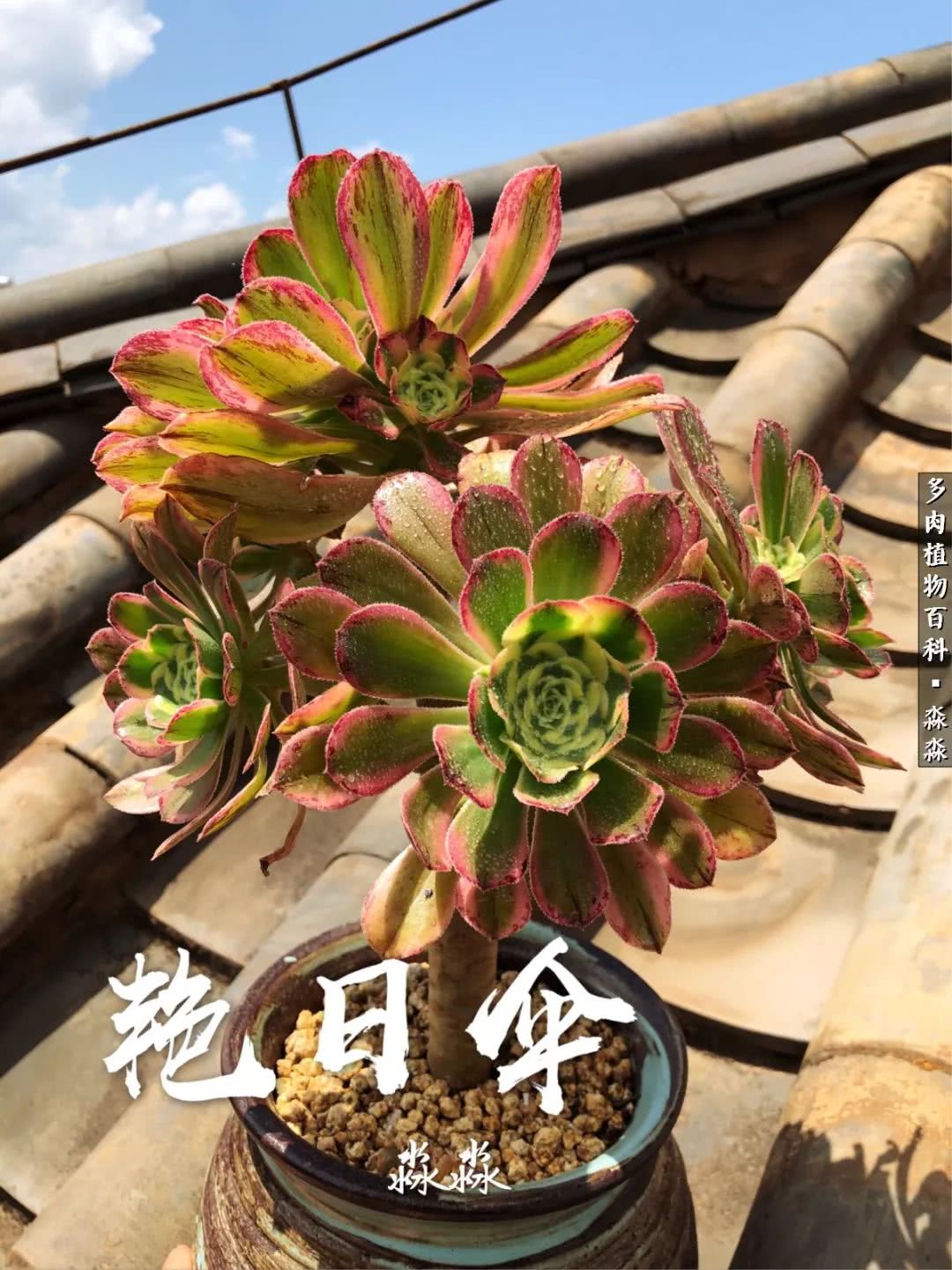 佛系养肉者,佛系养猫养狗人