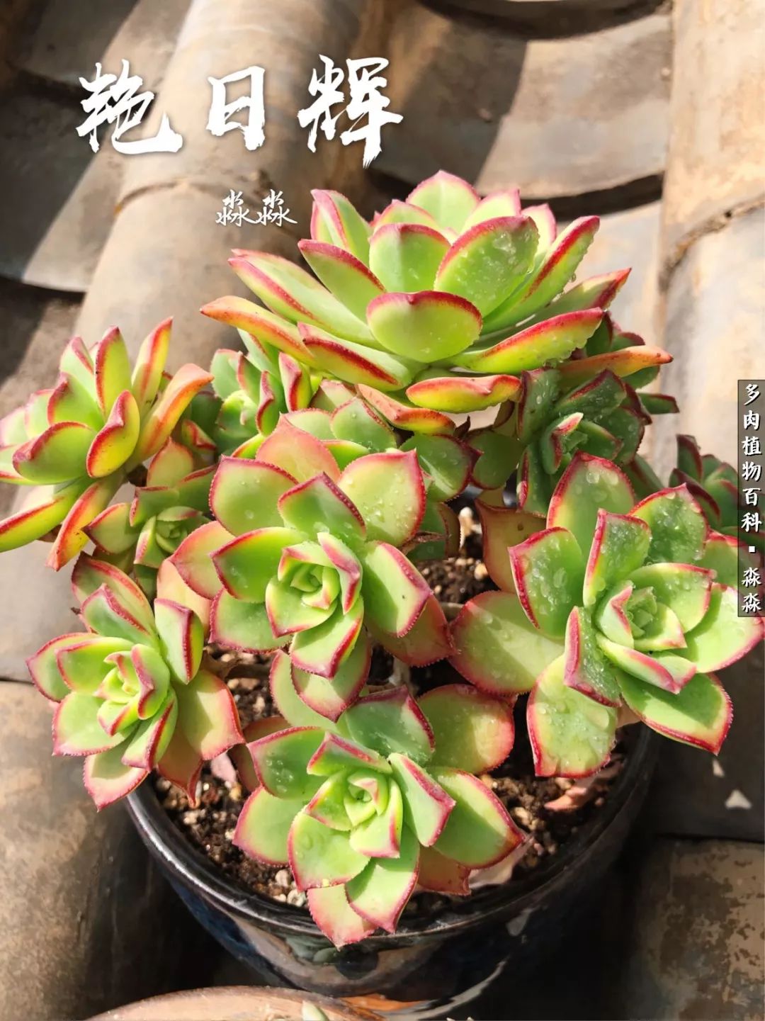 佛系养肉者,佛系养猫养狗人