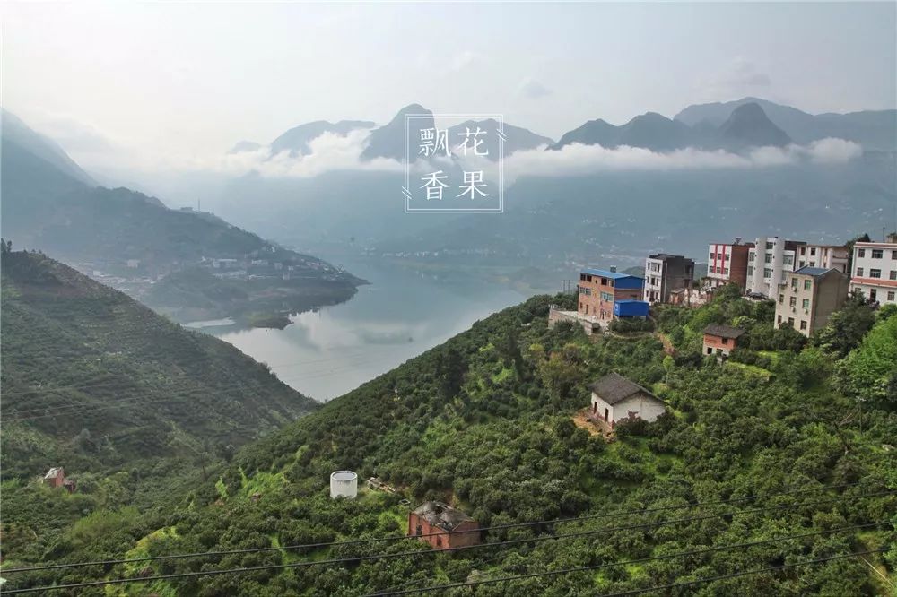 秭归脐橙分析,风云突变为什么这么严重