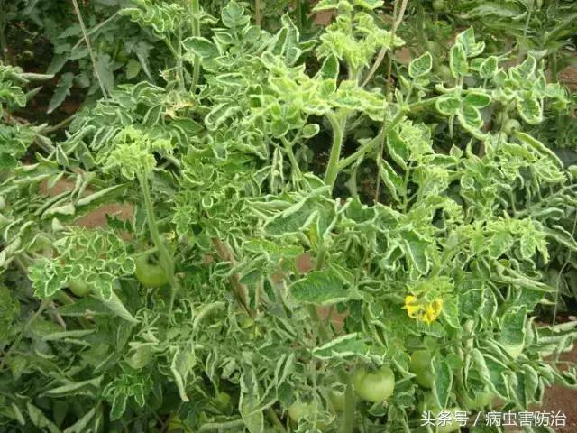 番茄病毒病专用特效药,番茄蕨叶病毒病的防治