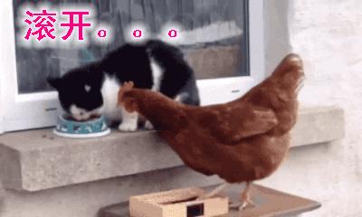 你给我滚出来表情包搞笑图片,给我滚表情图