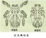 古人说别来无恙该怎么回,古人回复别来无恙