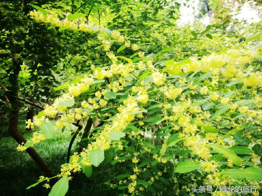 合肥逍遥津始建于哪年,古老的合肥逍遥津