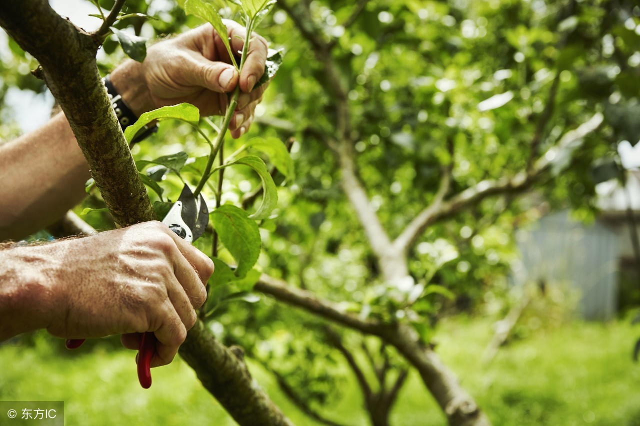 果树一年修整几次,果树一年要环割几次