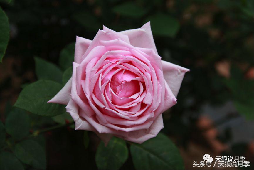 有哪些中国古老月季原生品种,中国四大古典月季