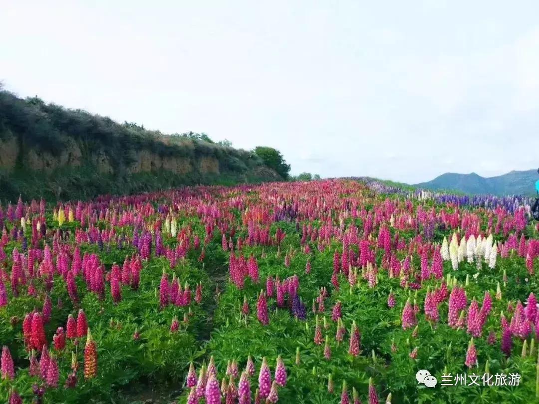 鲁冰花花海哪里可以看,兰州千亩鲁冰花