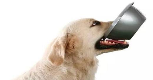 狗挑食怎么办最快最有效的方法,挑食的狗子怎么治