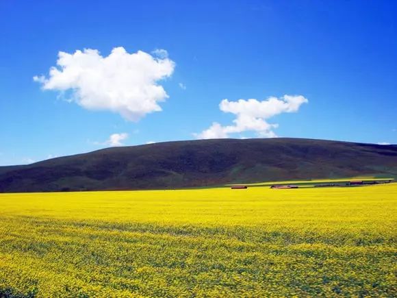 现在国内旅游最值得去的草原 (一生要去的草原呼伦贝尔大草原)