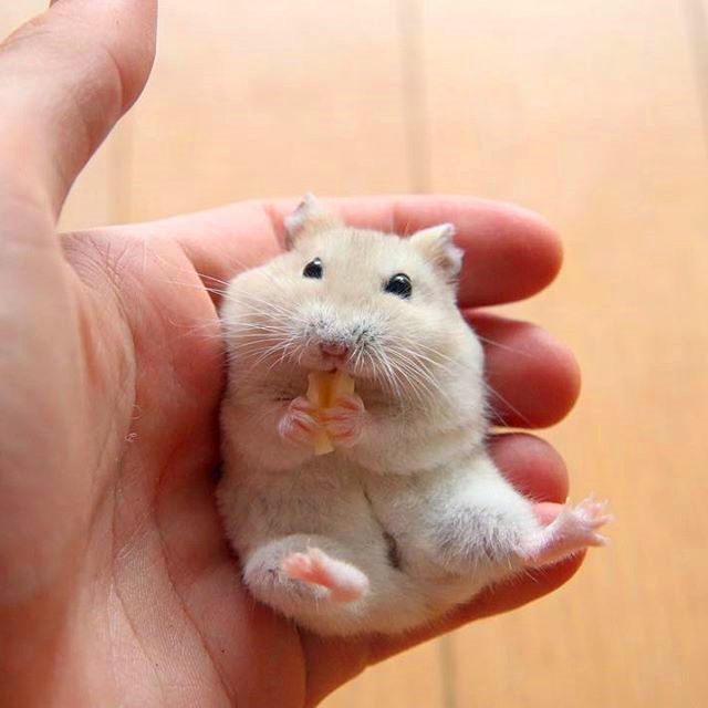 如何驯服一只不听话的小仓鼠,仓鼠躺鼠过程
