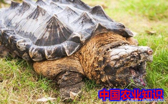 鳄鱼龟怎么样分公母,真正鳄鱼龟和养殖鳄鱼龟怎么分别