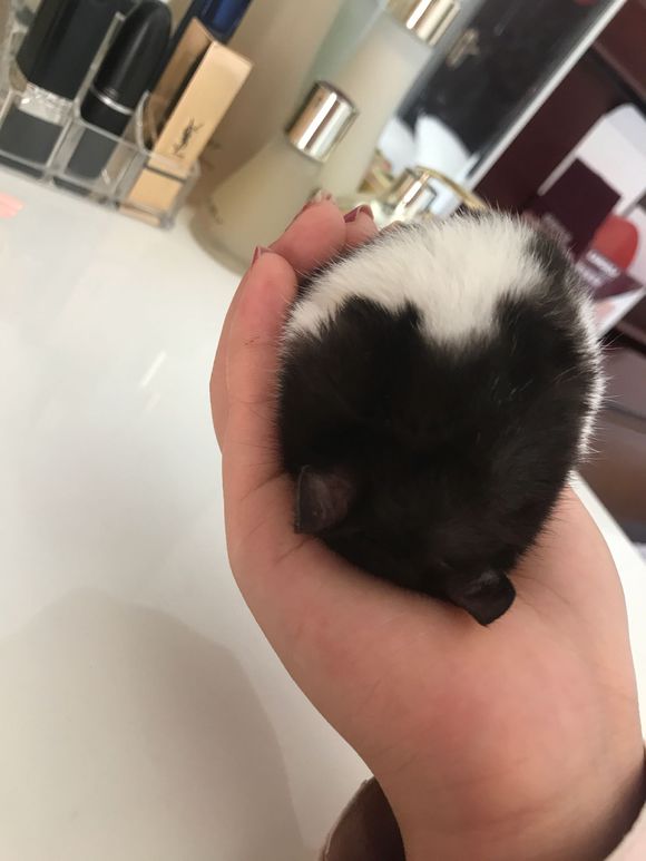 快来看小仓鼠超治愈睡姿,仓鼠日常解锁新睡姿