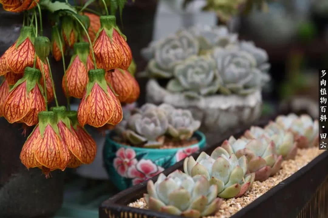 推开多肉世界的门，原来你与美食来自同一国度！