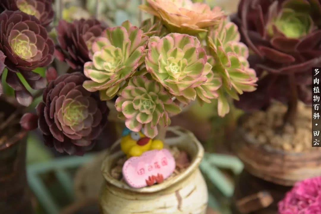 推开多肉世界的门，原来你与美食来自同一国度！