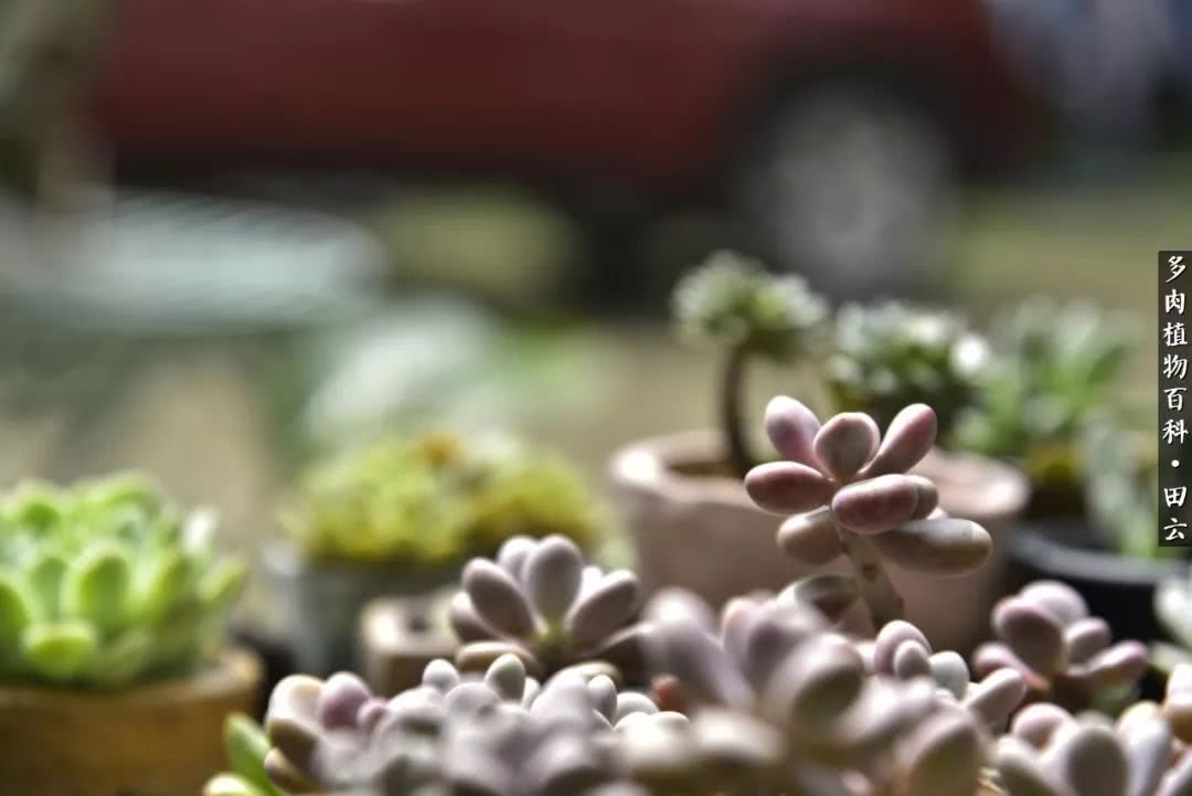 推开多肉世界的门，原来你与美食来自同一国度！