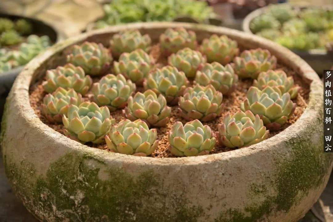 推开多肉世界的门，原来你与美食来自同一国度！