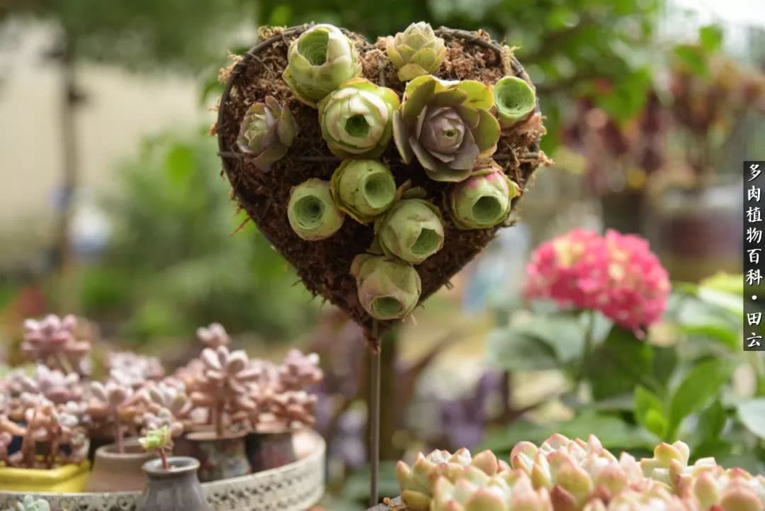 推开多肉世界的门，原来你与美食来自同一国度！