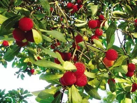 杨梅酒的做法夏季养生的好酒,自制杨梅酒夏日饮品