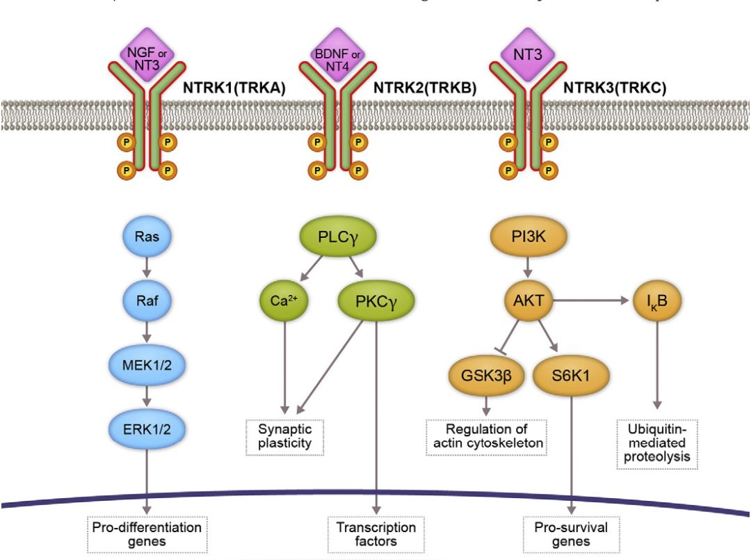神奇制药抗癌药取得突破,神奇制药抗癌专利