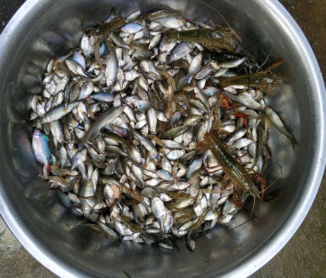 如何放地笼才能抓鱼,用大号地笼抓鱼