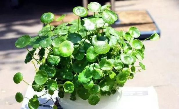 土植的铜钱草烂根了一招解决,铜钱草烂根后如何水培