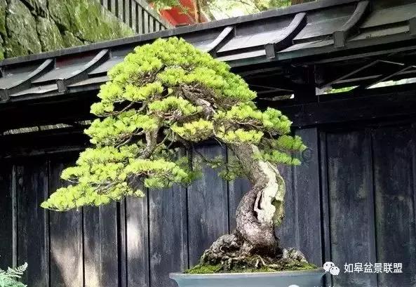 夏季盆景怎么遮阴最好呢,夏天高温盆景素材怎么管理