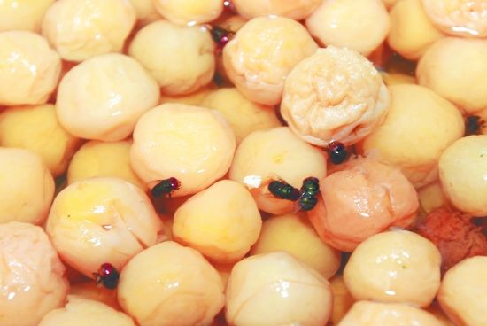 消灭家里的苍蝇最简单有效的办法,苍蝇满天飞怎么办