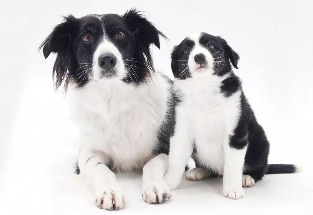 养犬须知,养犬注意事项及流程