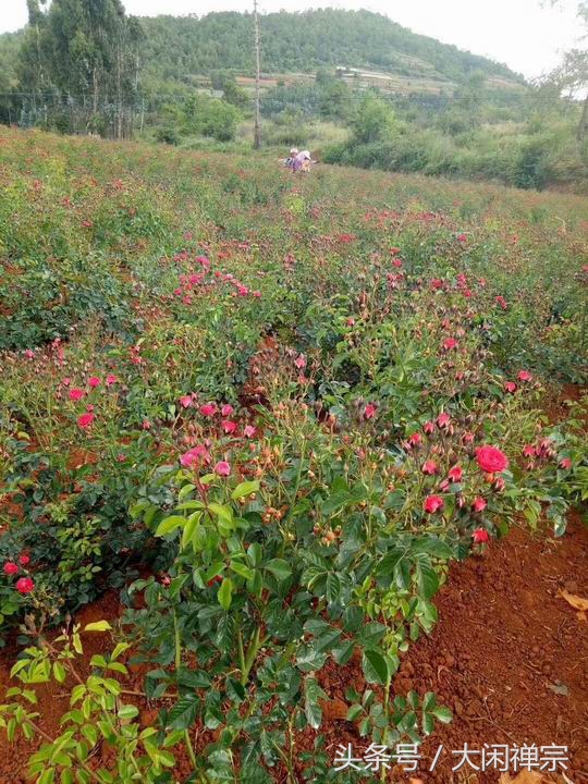 云南a级玫瑰花茶,云南大理顶级冻干墨红玫瑰