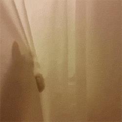 猫咪偷睡在主人床边的原因,猫咪为何喜欢偷嘴