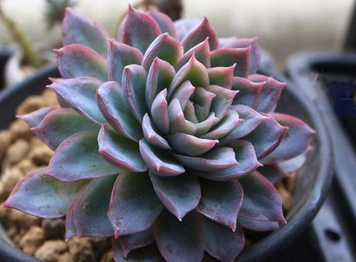 最全多肉图鉴大全,图鉴植物