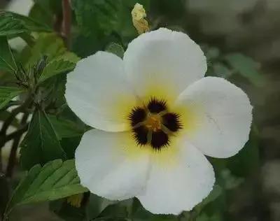 100种的鲜花花语合集,100种花的寓意和花语