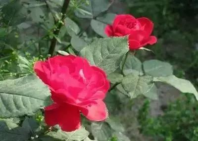 100种的鲜花花语合集,100种花的寓意和花语