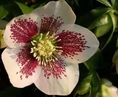 100种象征着爱情的花的花语,满天星花有几种颜色对应的花语