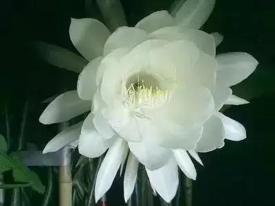 100种象征着爱情的花的花语,满天星花有几种颜色对应的花语