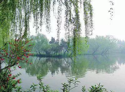 100种的鲜花花语合集,100种花的寓意和花语