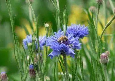 鲜花的100种花语,全部花草的花语