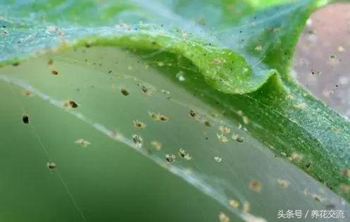 绿萝叶子发黄用维生素b12可以吗,绿萝营养液放多叶子发黄怎么补救