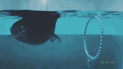 日本九州的宝藏,日本大量宝藏被发现