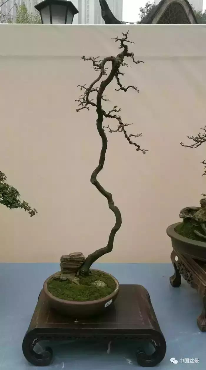 左世新金弹子盆景直播,左世新根艺金弹子