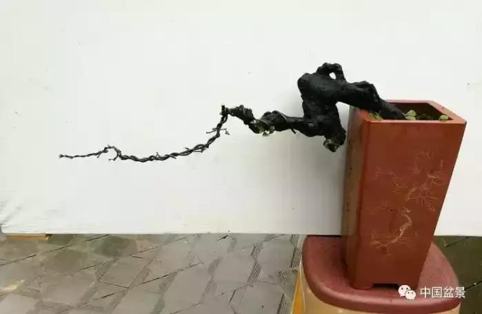 左世新金弹子盆景直播,左世新根艺金弹子