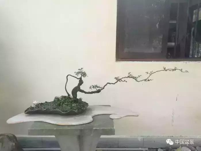 左世新金弹子盆景直播,左世新根艺金弹子