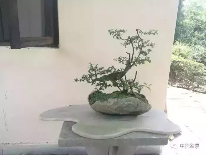 左世新金弹子盆景直播,左世新根艺金弹子