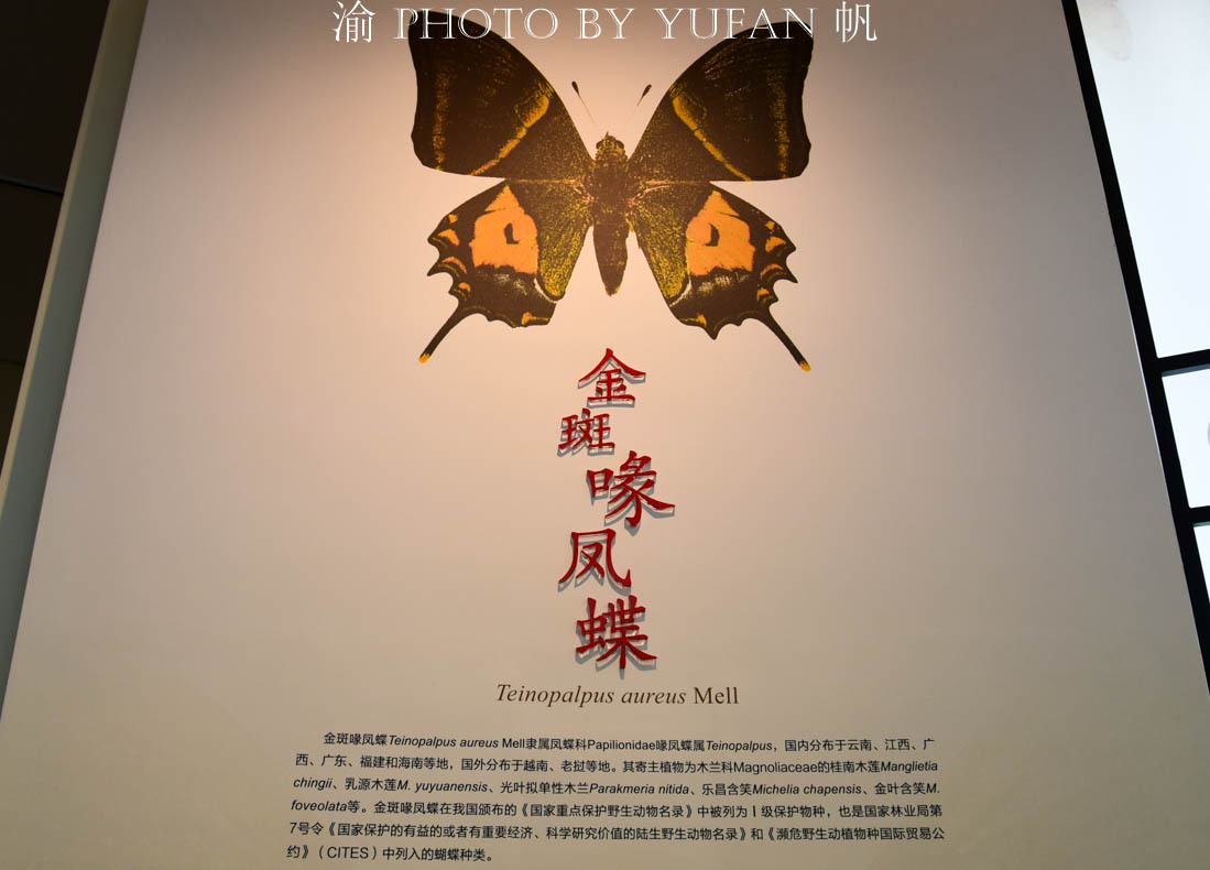 中国的国蝶是什么？居然很多人都不知道！来亚州最大有蝴蝶馆看看