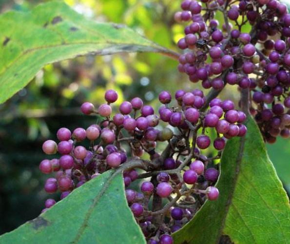 农村的野果有多少种和作用,农村的果子有什么用处